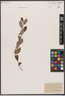 Foto von Salix aurita L. x Salix cinerea L.